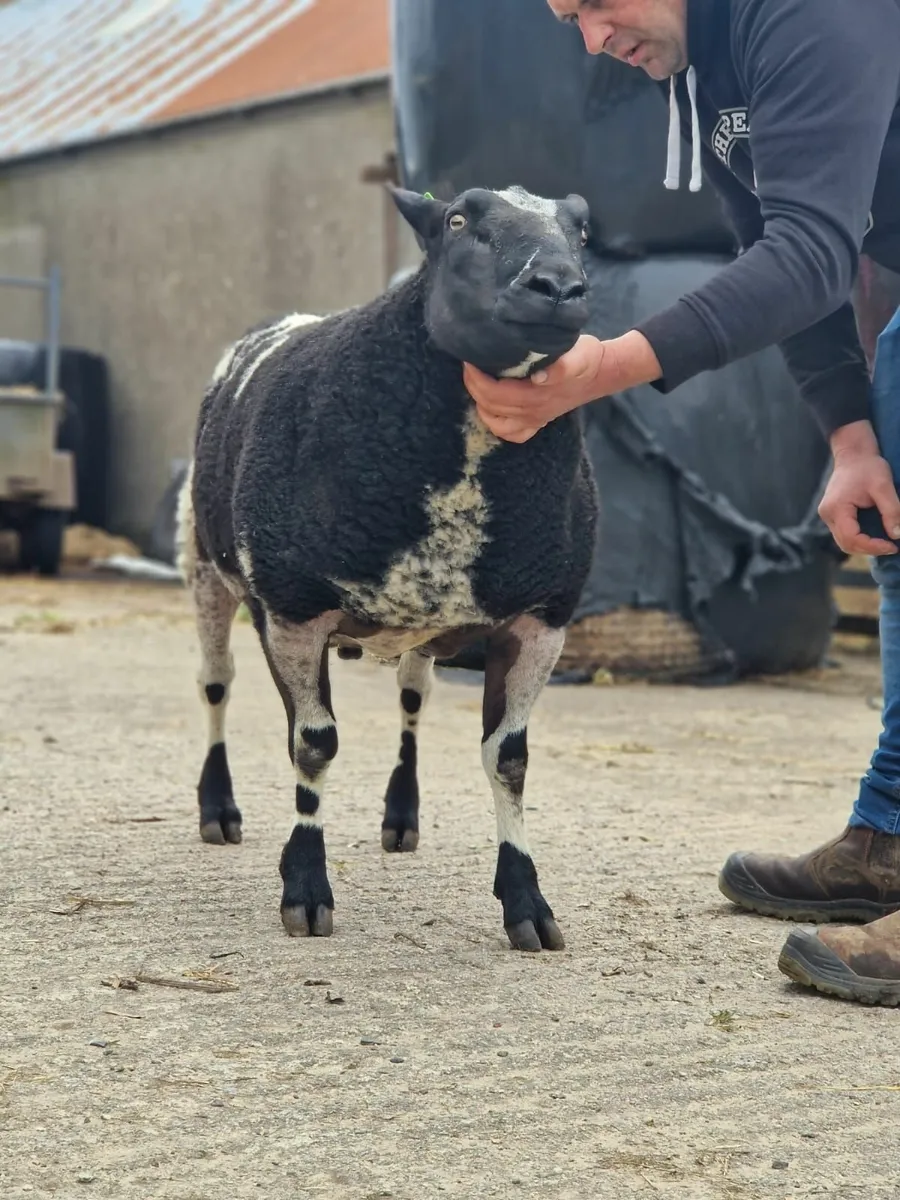 2 year old dutch spotted ram - Image 2