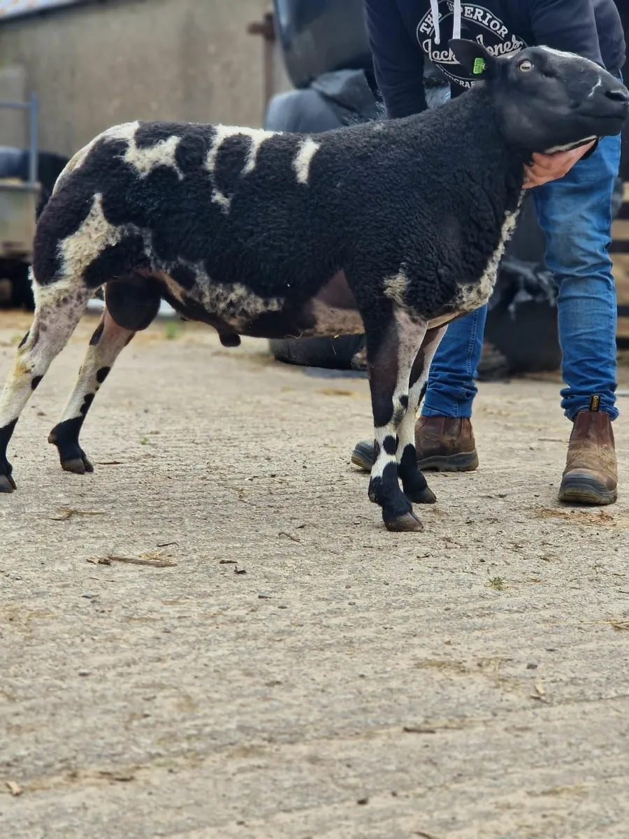 2 year old dutch spotted ram - Image 3