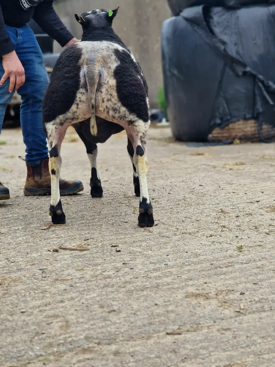 2 year old dutch spotted ram - Image 4