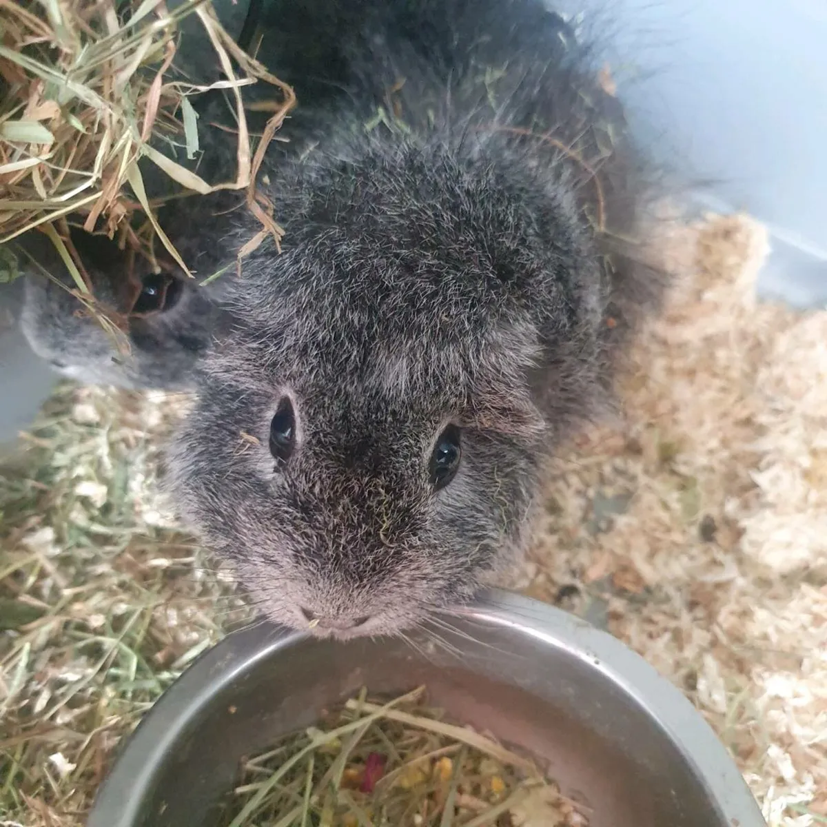 Guinea pigs - Image 1