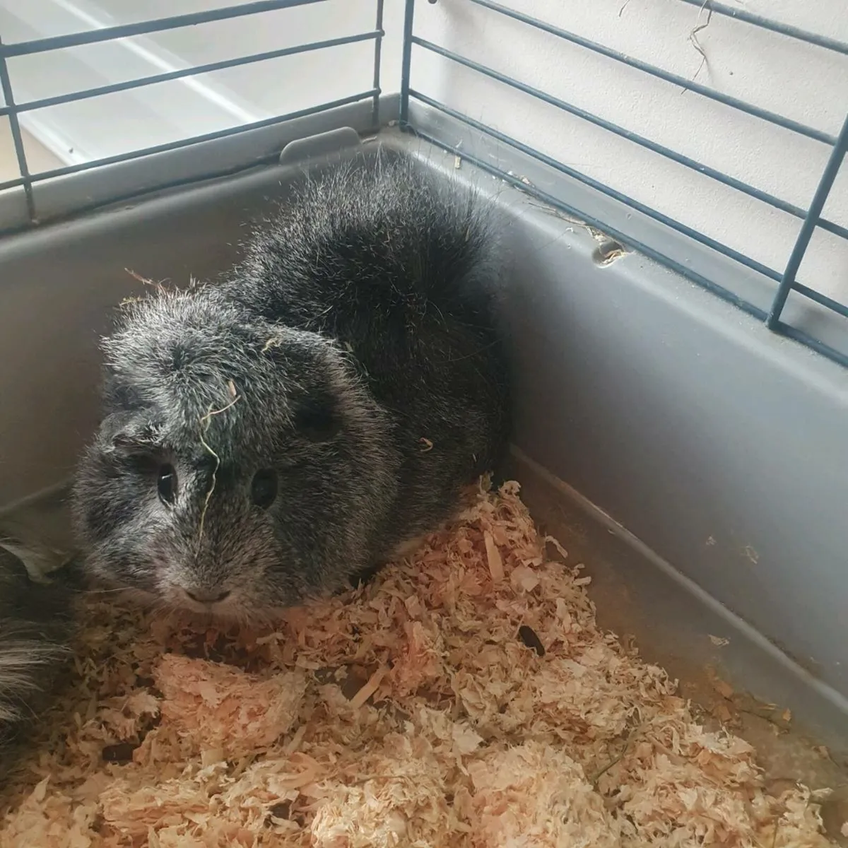 Guinea pigs - Image 2