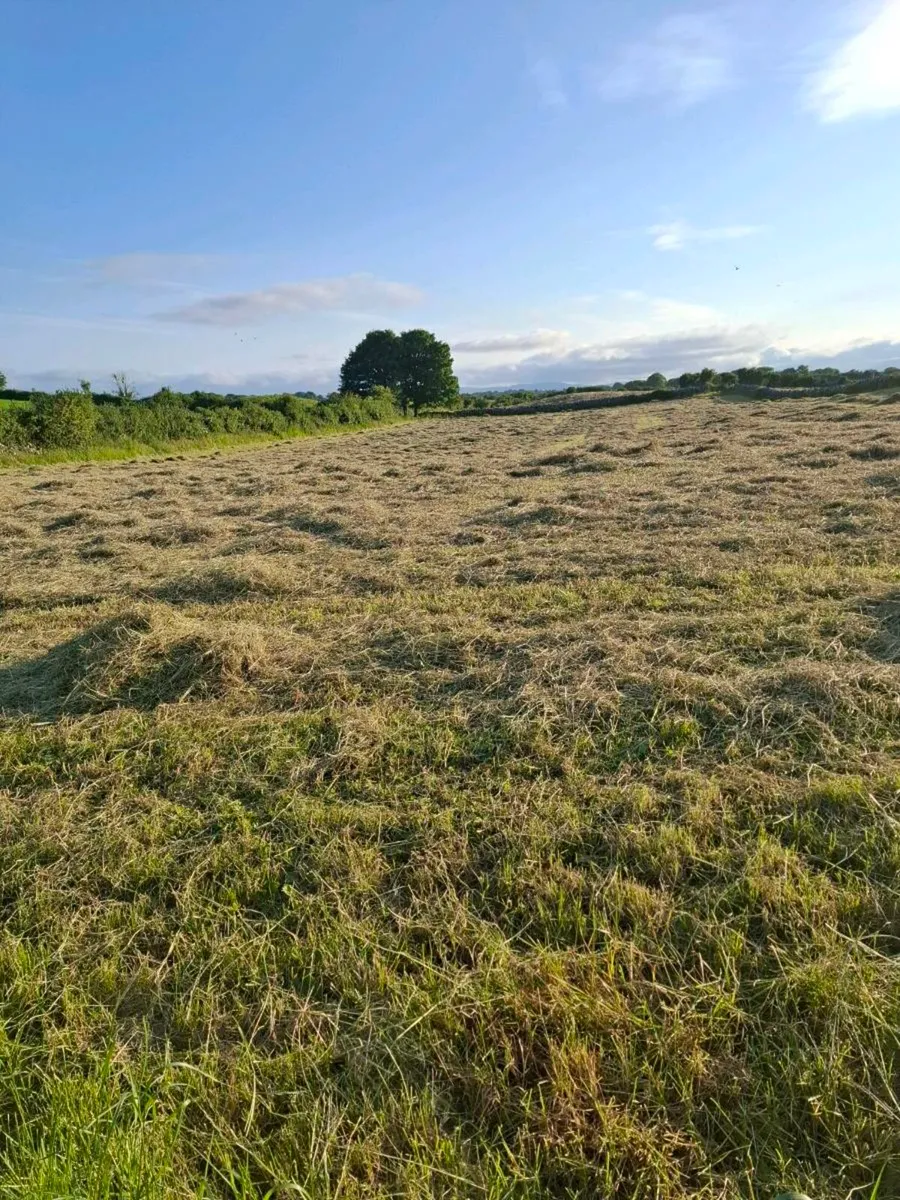 Hay - Image 1