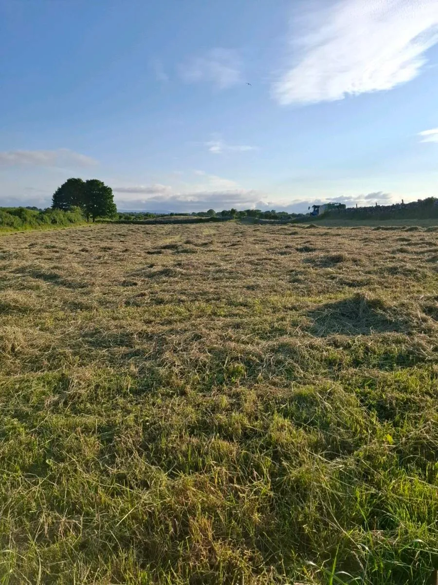 Hay - Image 2