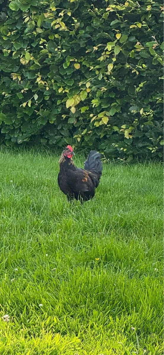 Roosters
