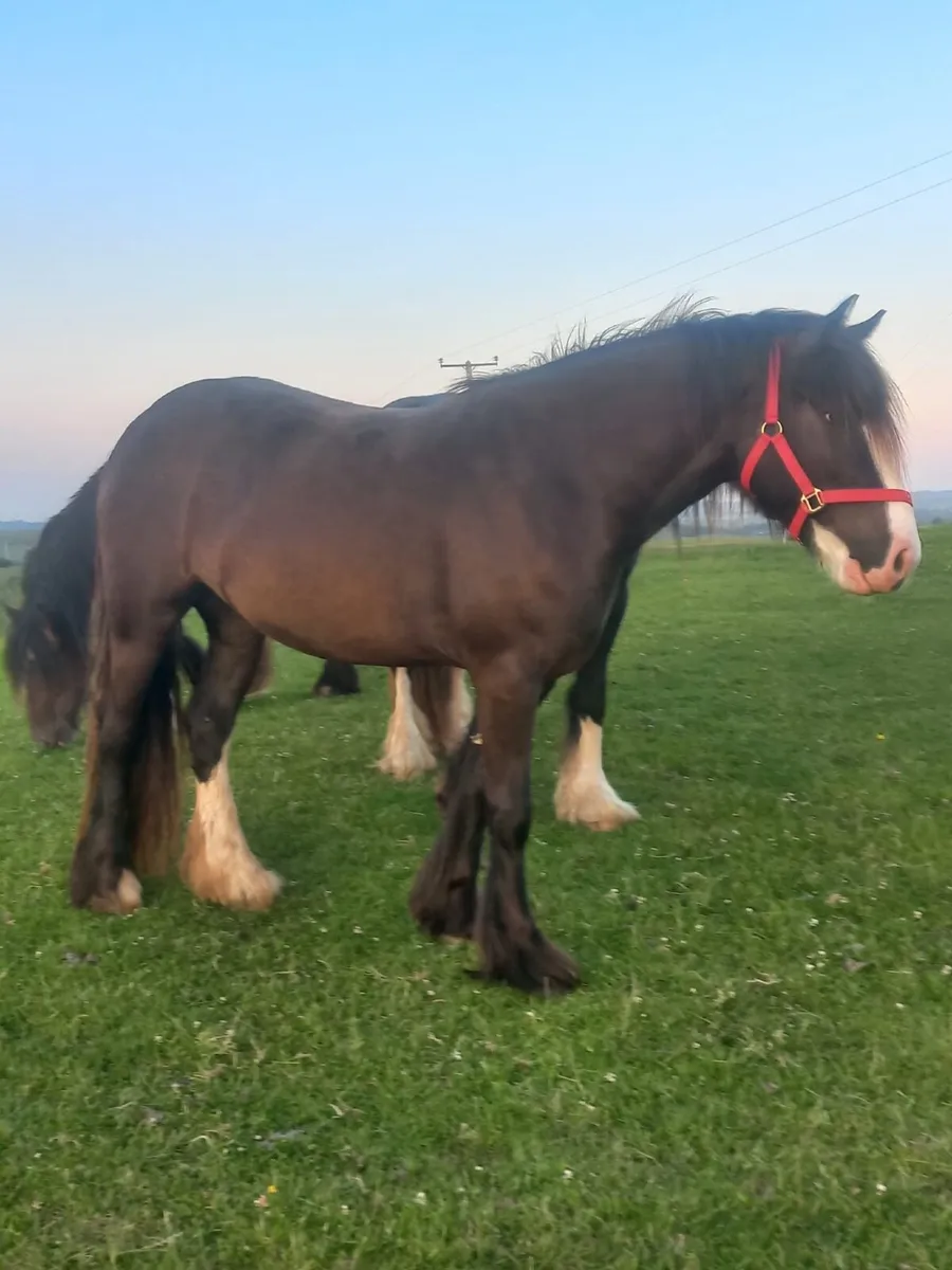 HEAVY COB FILLY - Image 1