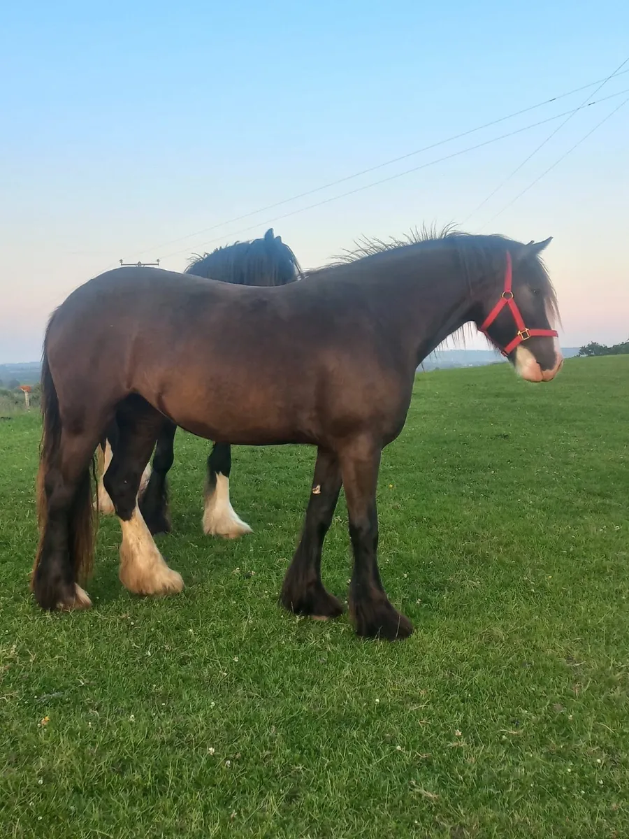 HEAVY COB FILLY - Image 2