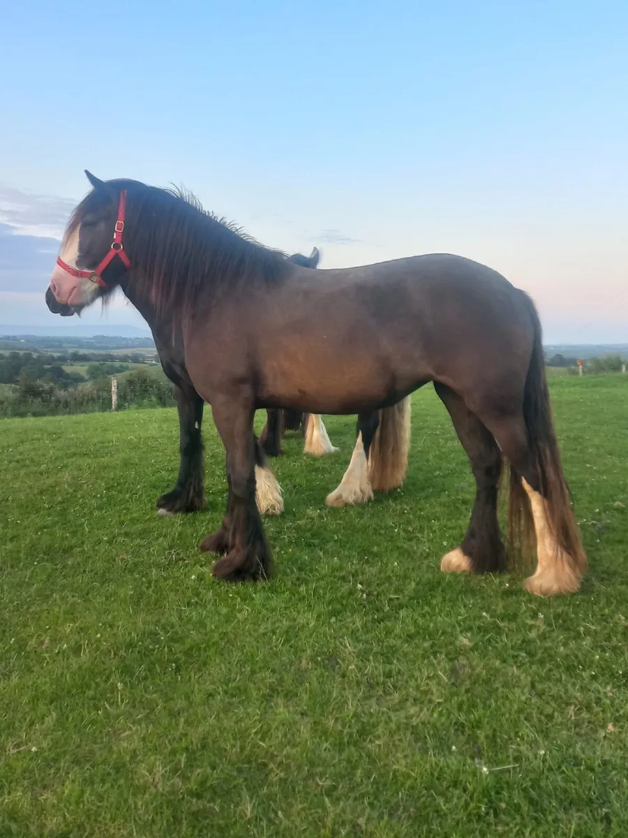 HEAVY COB FILLY - Image 3