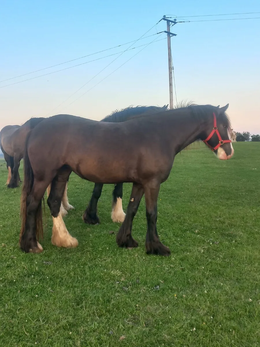 HEAVY COB FILLY - Image 4