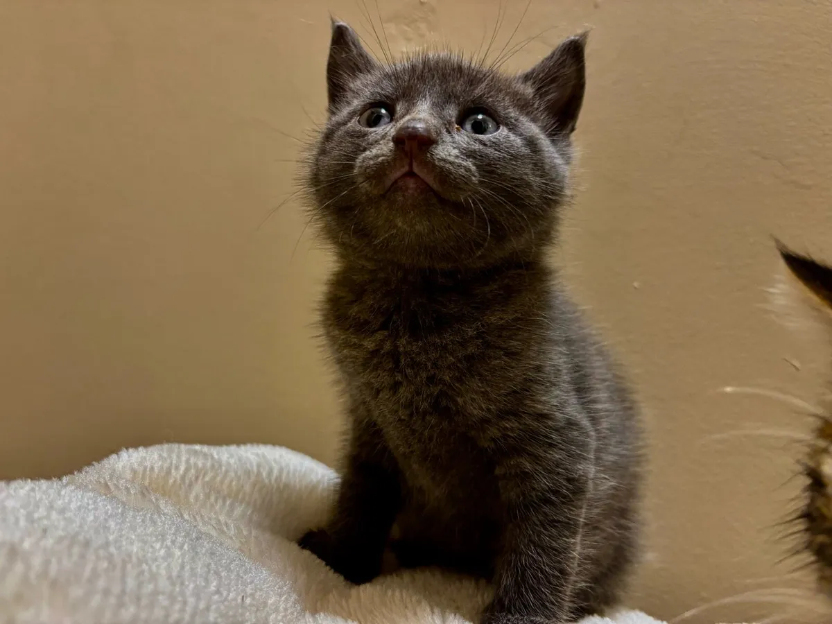 BRITISH MIXED KITTENS - Image 1