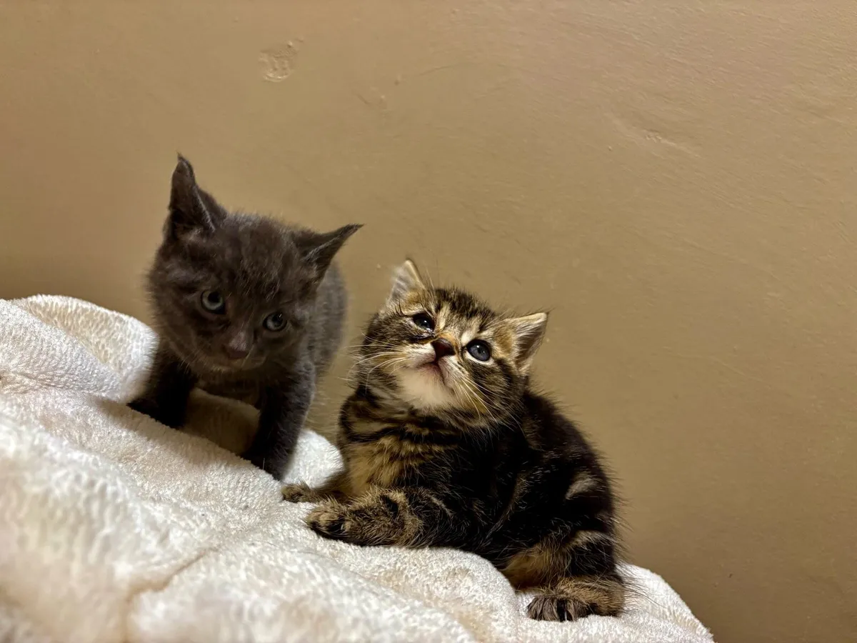 BRITISH MIXED KITTENS - Image 2
