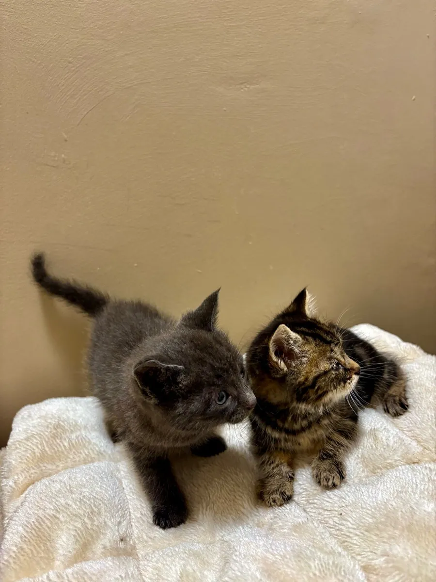 BRITISH MIXED KITTENS - Image 3