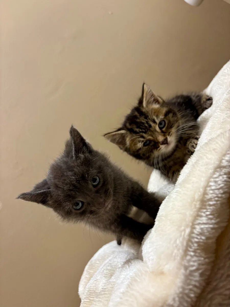 BRITISH MIXED KITTENS - Image 4
