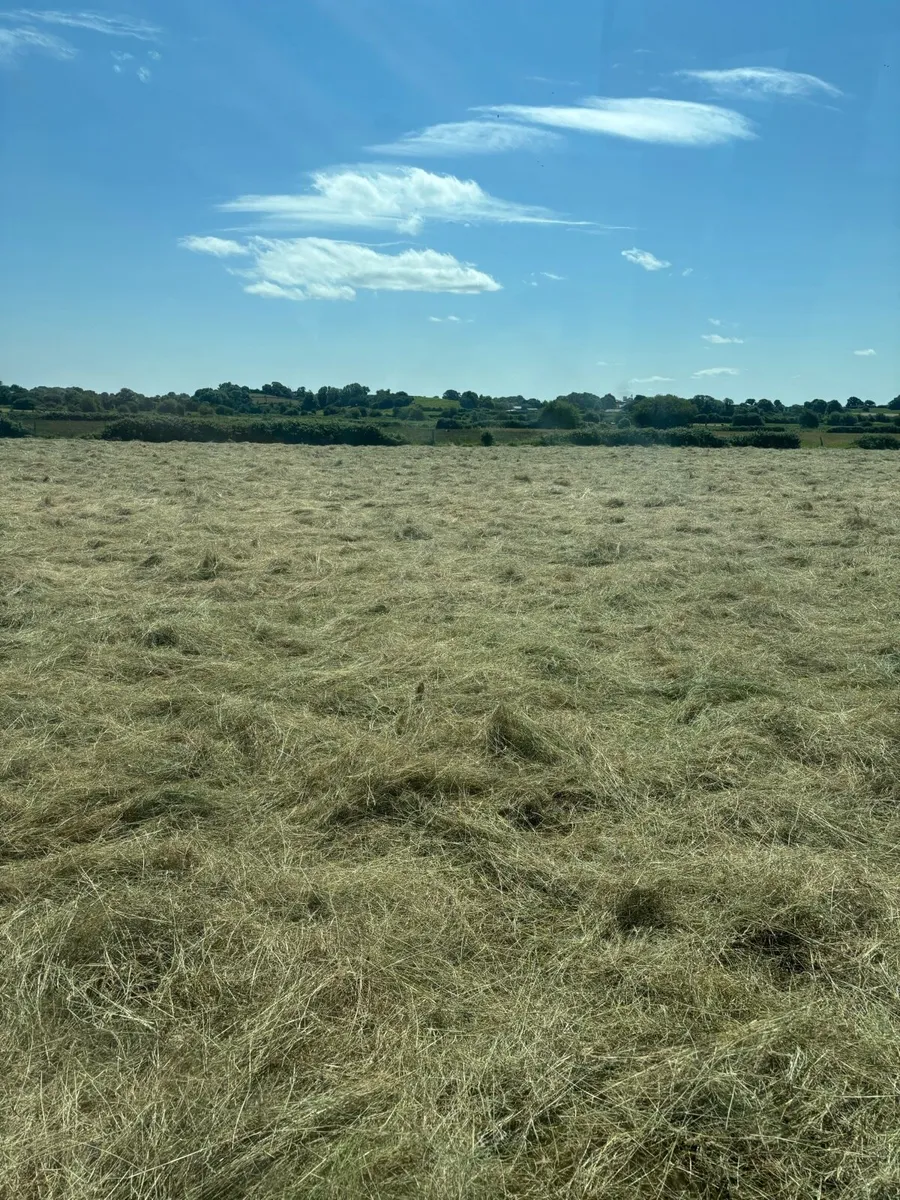 Top Quality Hay for sale . - Image 2