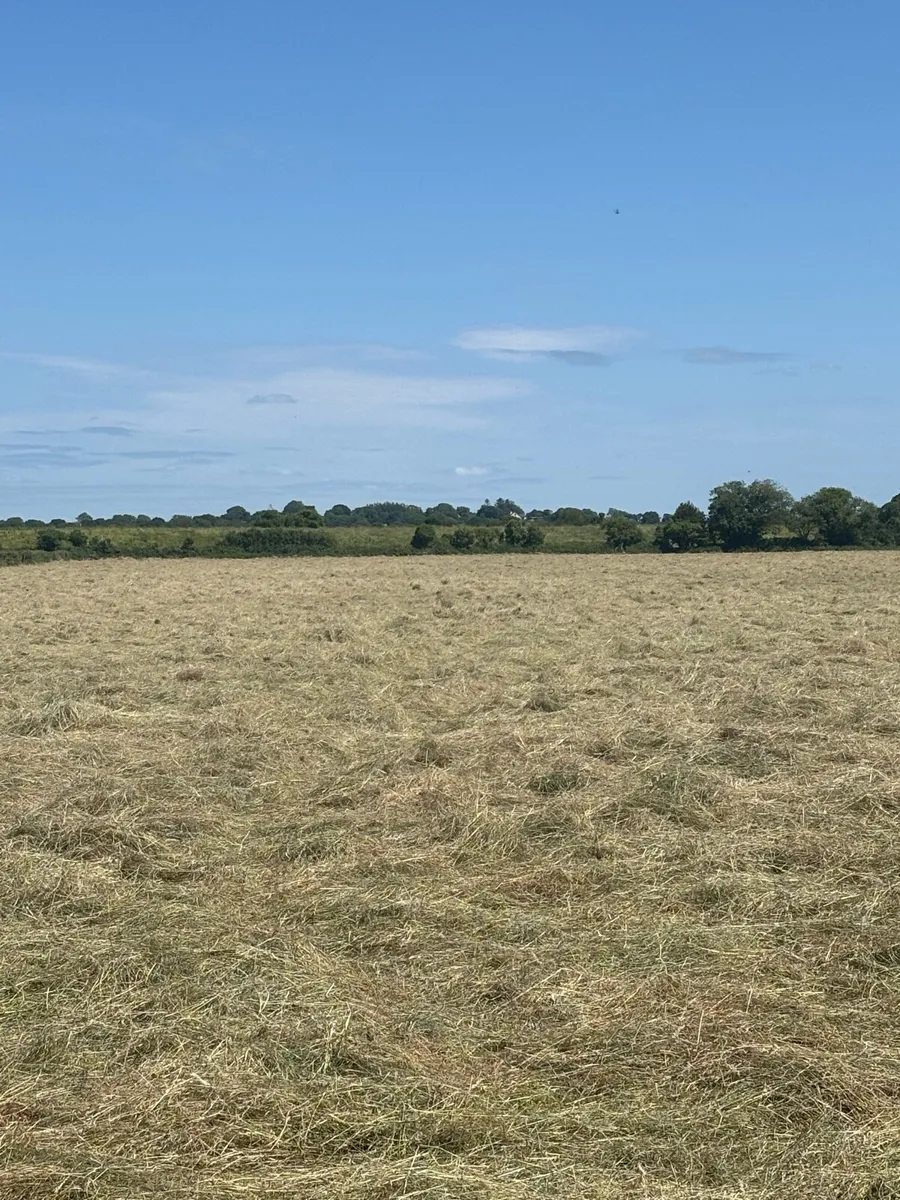 Top Quality Hay for sale . - Image 4