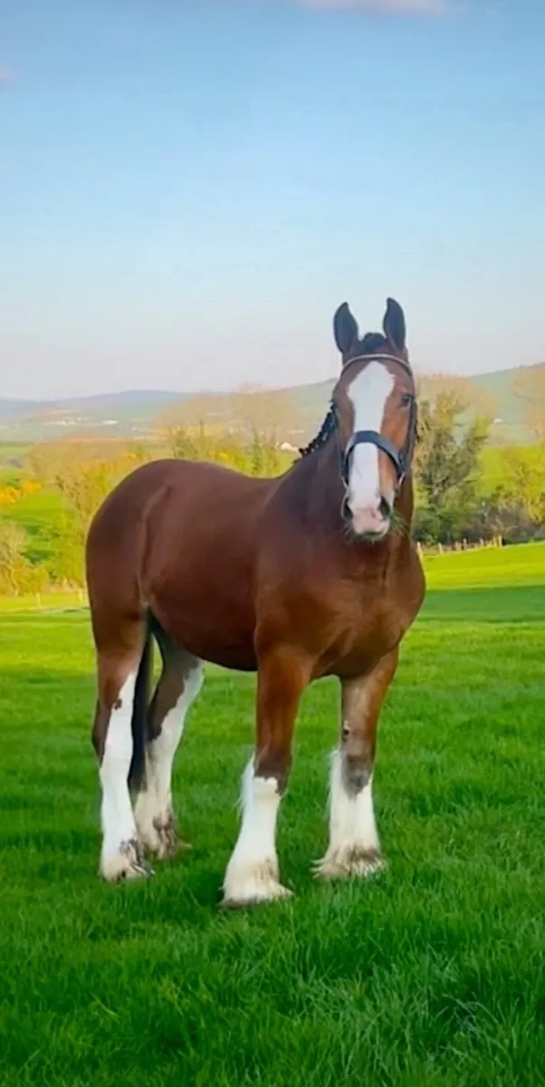 Now Standing at Stud in Donegal - Image 1