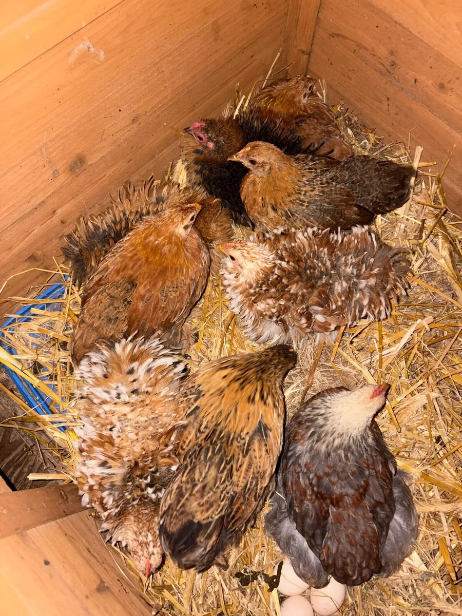 Pekin frizzle - Image 1