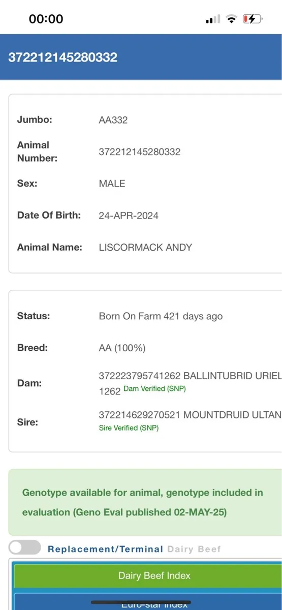 Purebred Angus Bull - Image 4