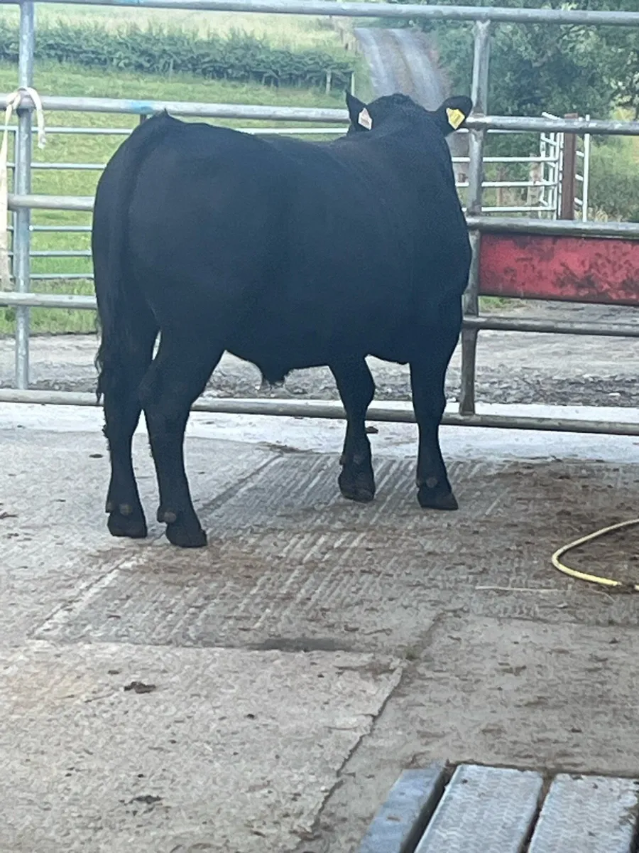 Purebred Angus Bull - Image 1
