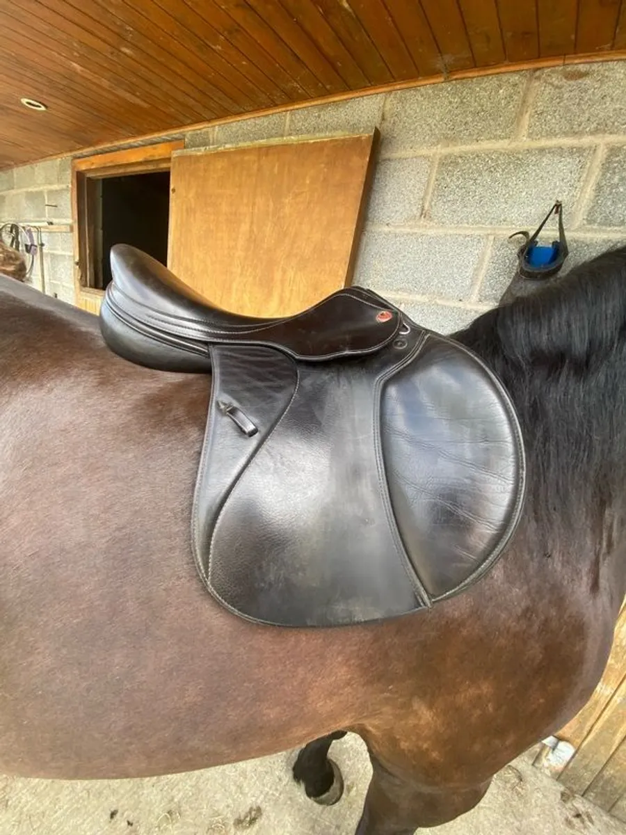 Prestige jumping saddle - Image 4