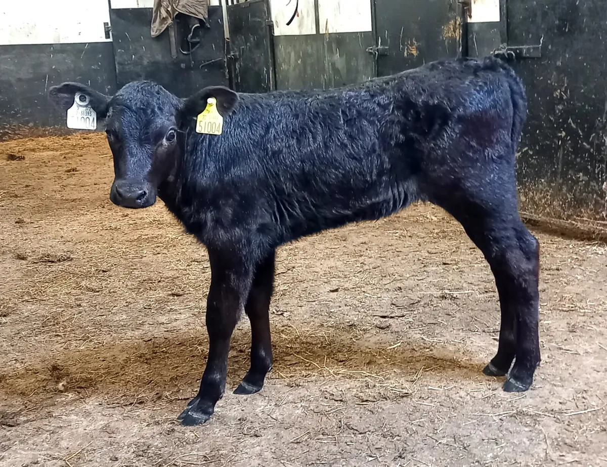 ABERDEEN ANGUS  HEIFER    CALF - Image 1