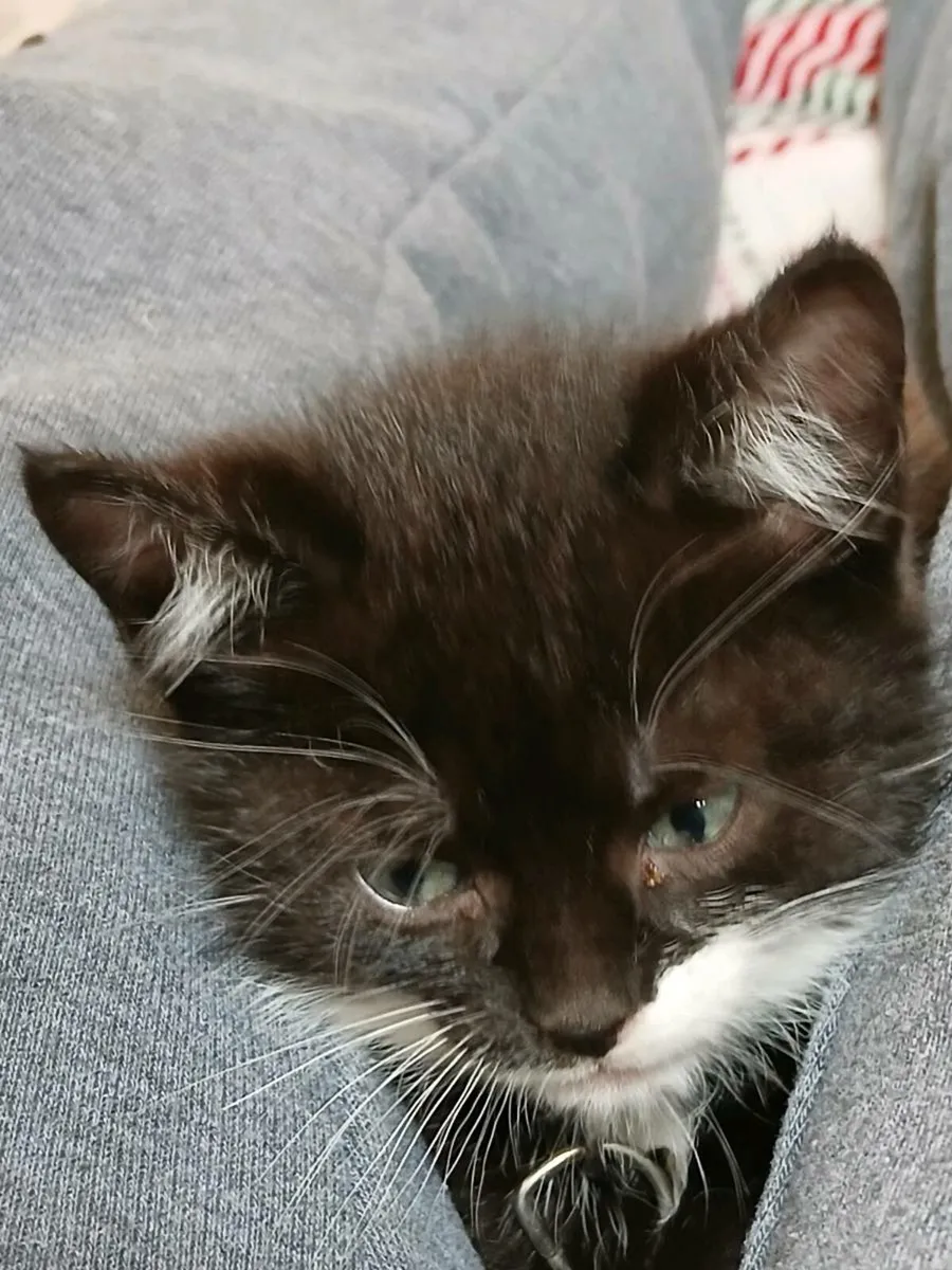 Minature mini male kitten for sale 3 months - Image 1