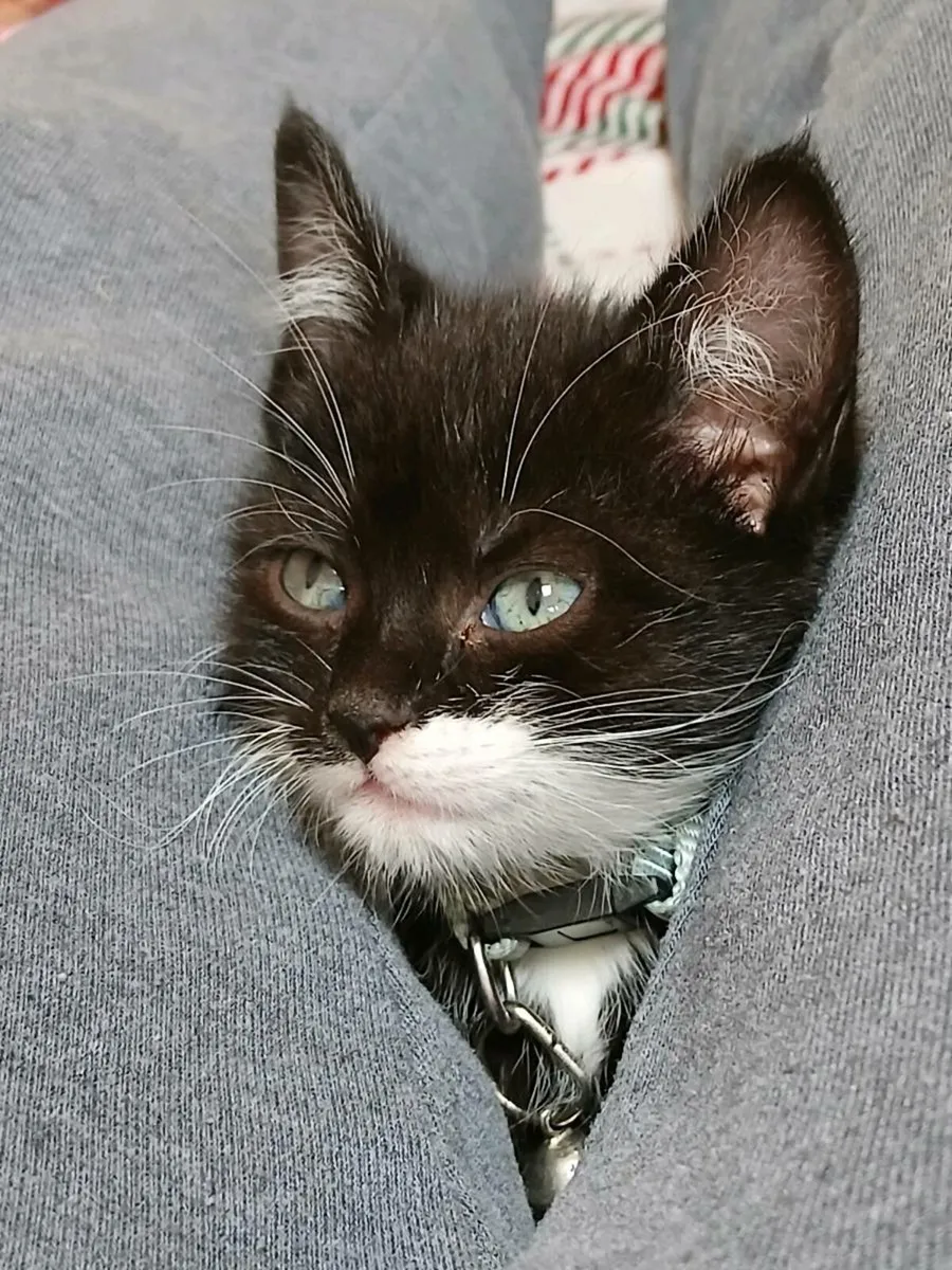 Minature mini male kitten for sale 3 months - Image 2