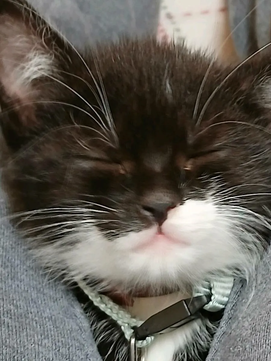 Minature mini male kitten for sale 3 months - Image 3