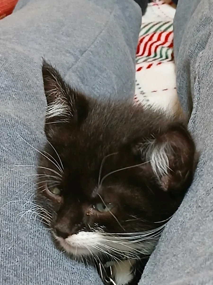 Minature mini male kitten for sale 3 months - Image 4