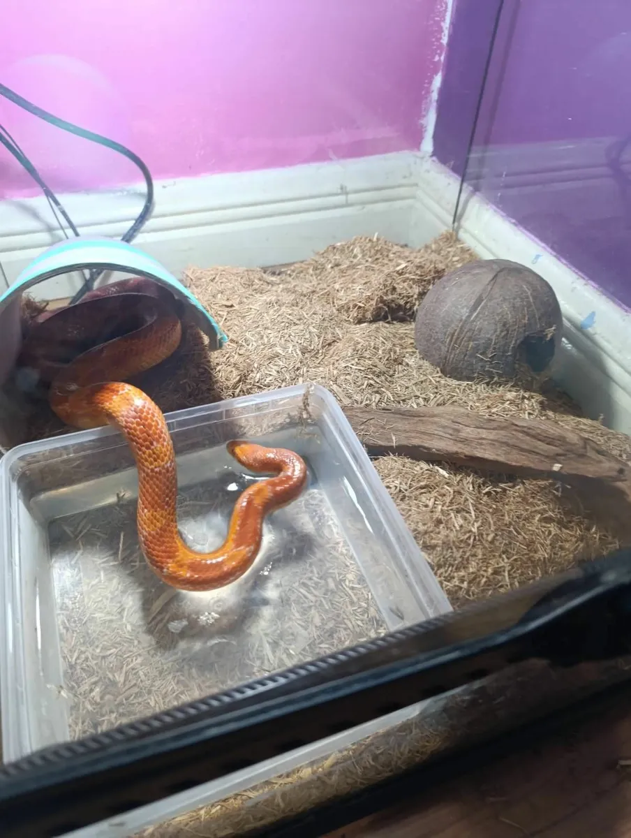 Corn snake - Image 1