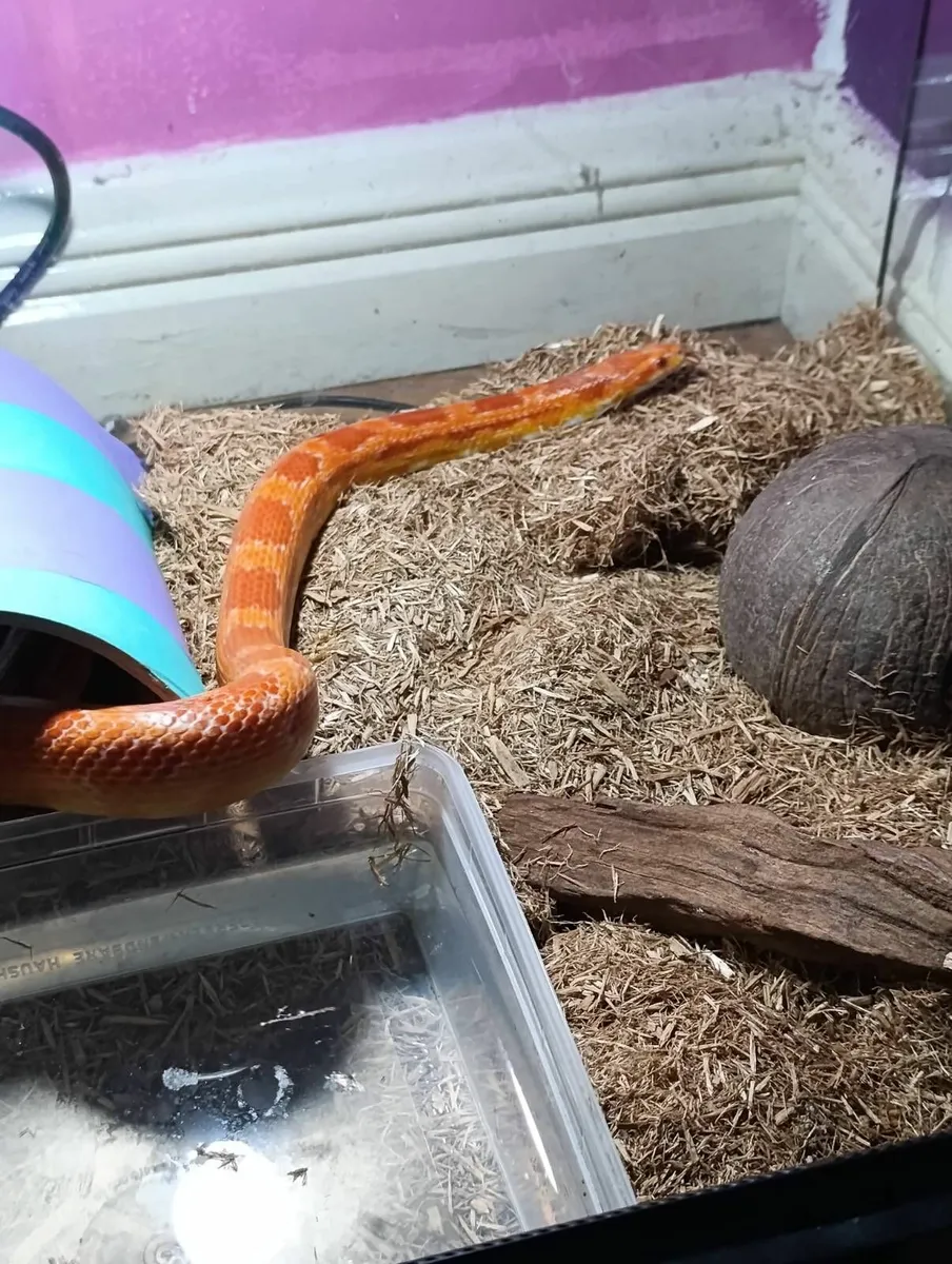 Corn snake - Image 2