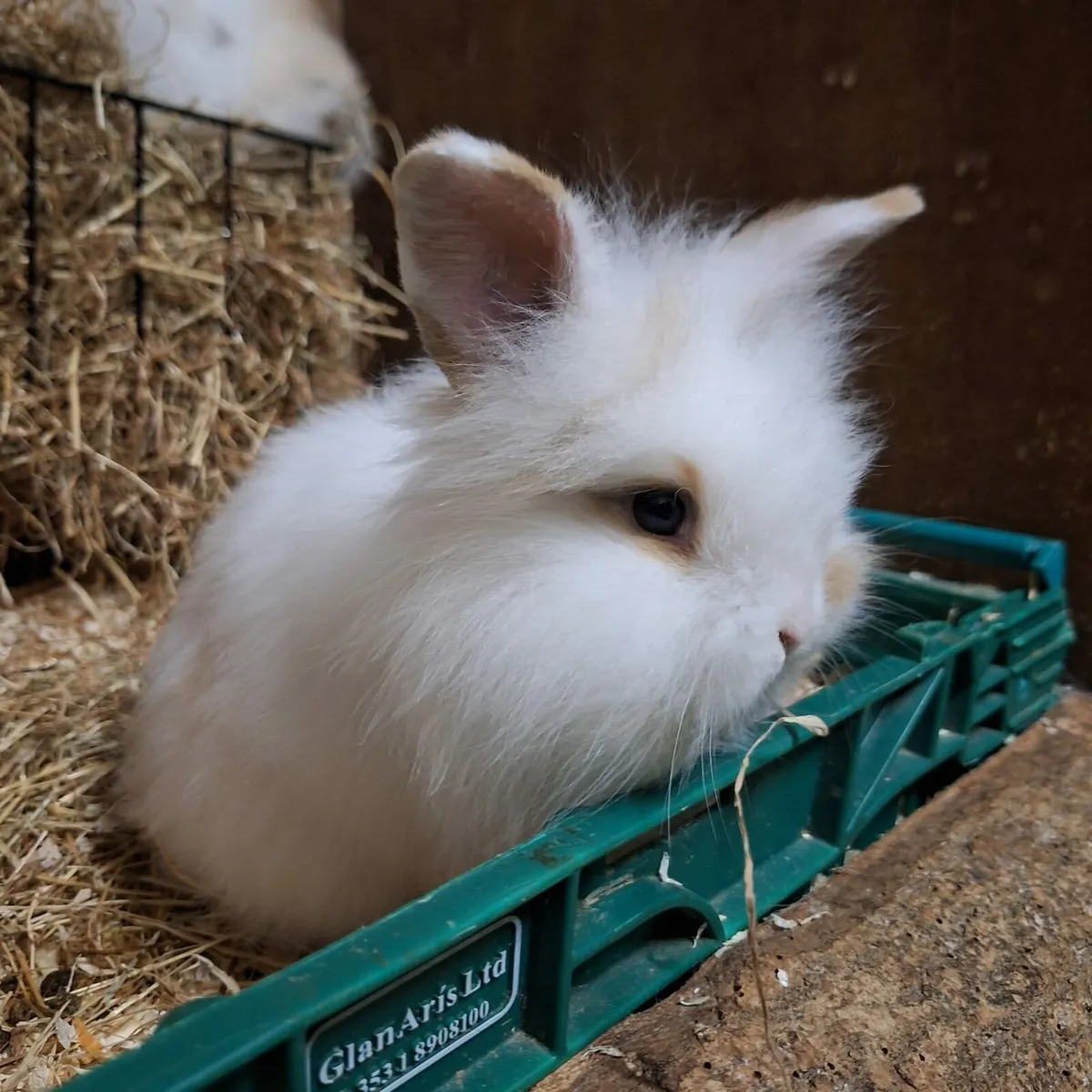 Baby Rabbits - Image 1