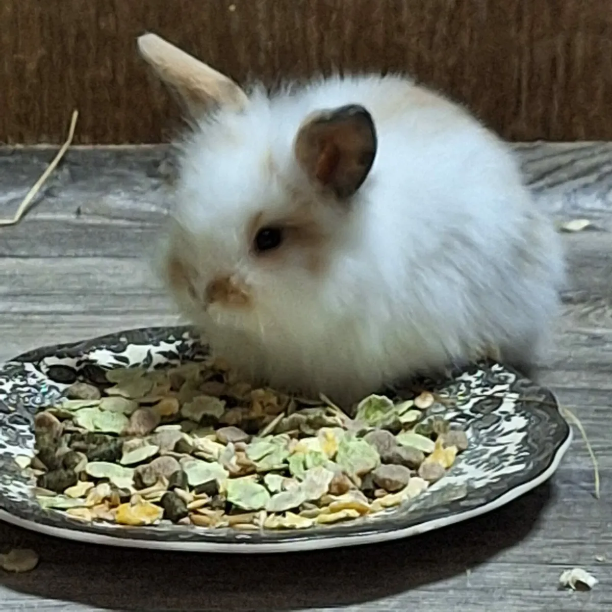 Baby Rabbits - Image 2
