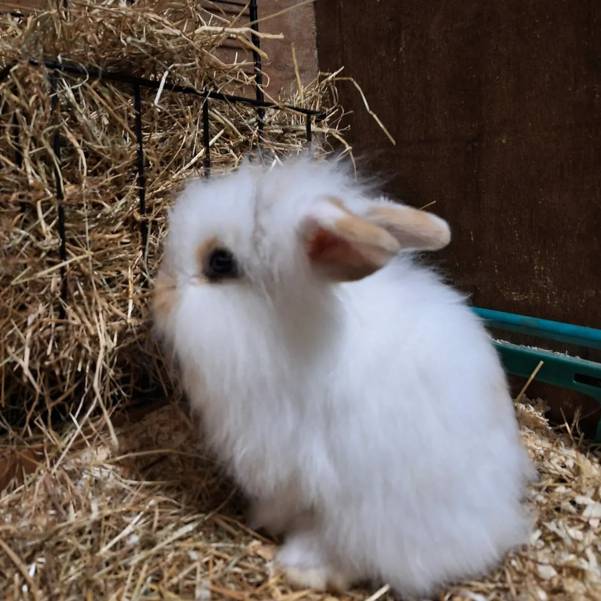 Baby Rabbits - Image 3