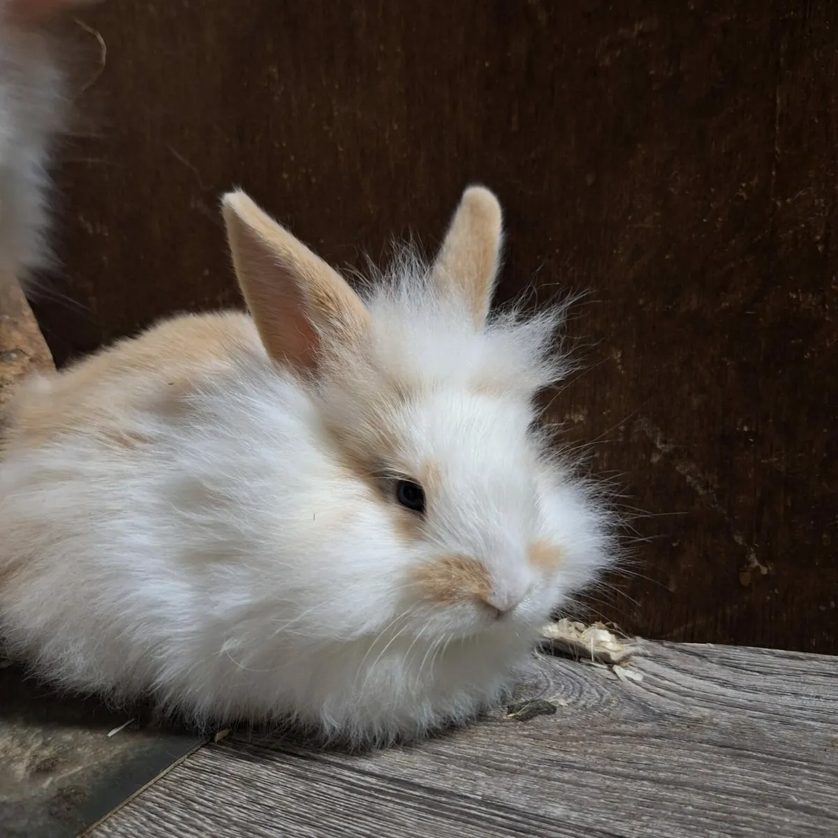 Baby Rabbits - Image 4