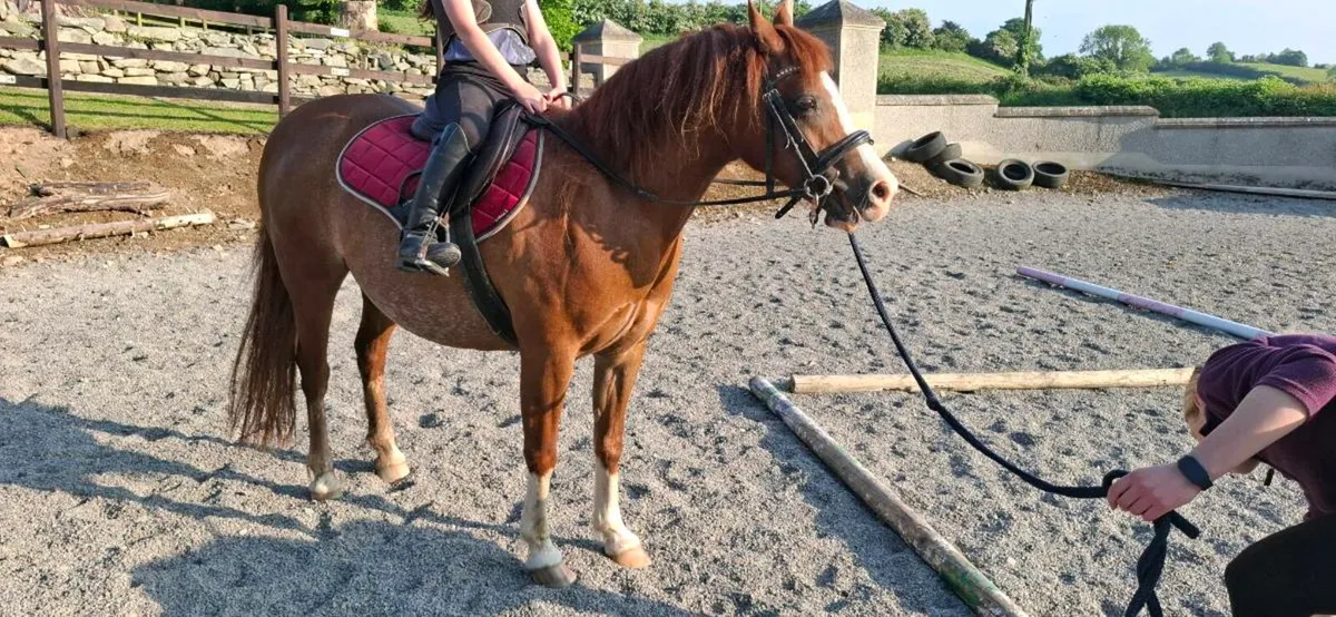 128 pony, 12'2hh, Welsh Section C - Image 2