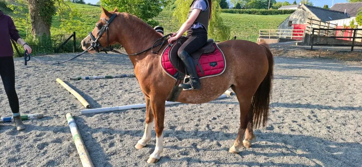128 pony, 12'2hh, Welsh Section C - Image 3