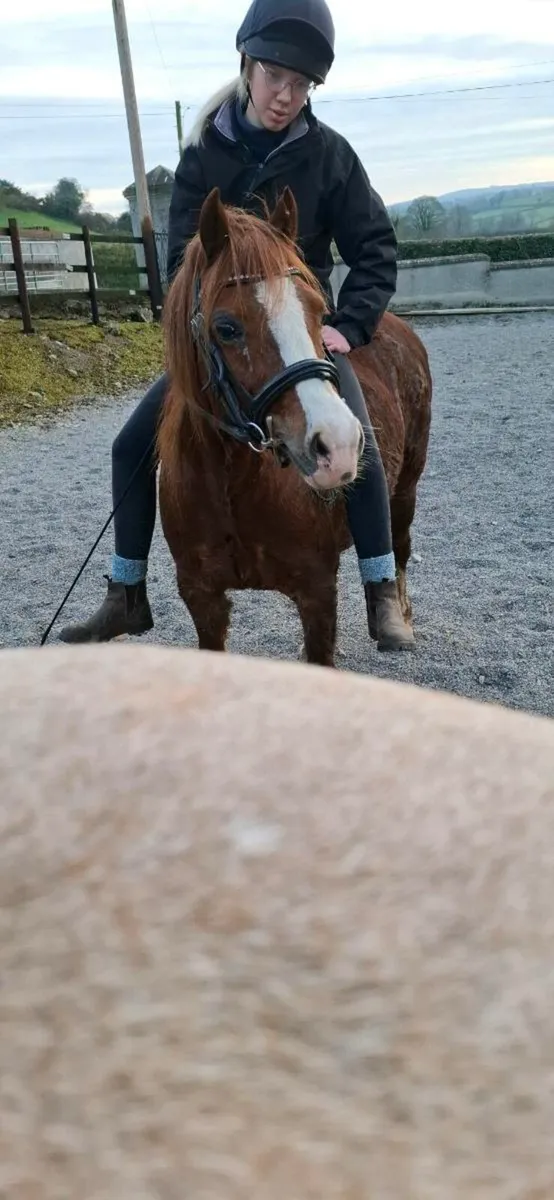 128 pony, 12'2hh, Welsh Section C - Image 4