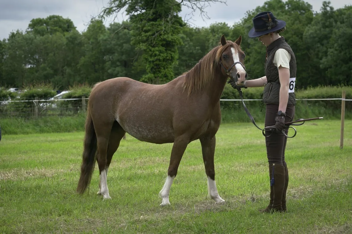 128 pony, 12'2hh, Welsh Section C - Image 1
