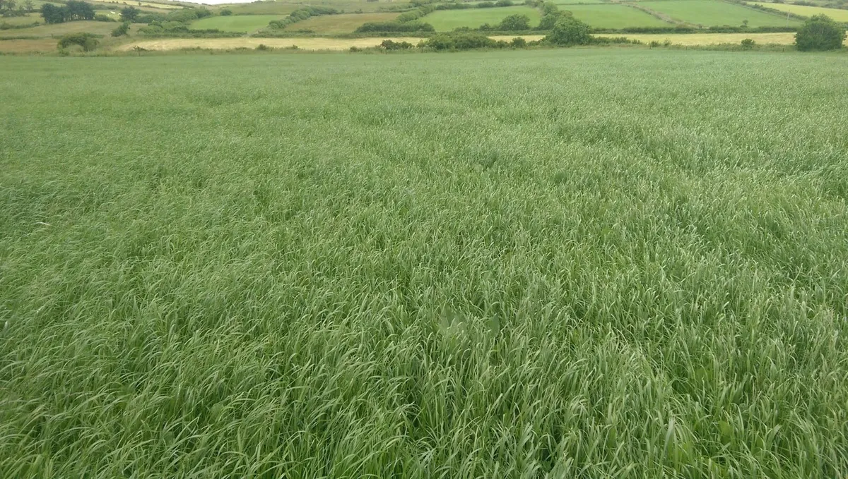 First cut silage