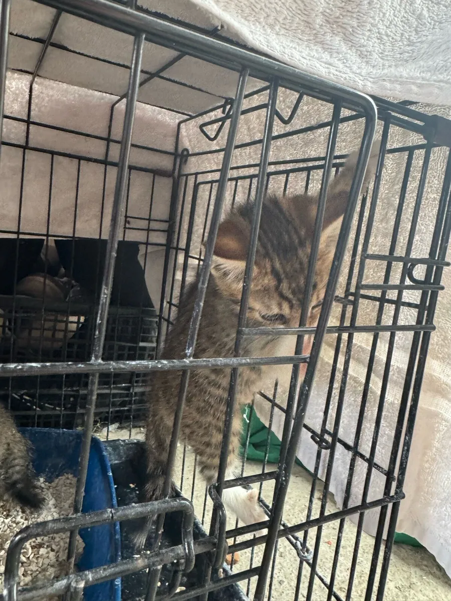 kitten - Image 1