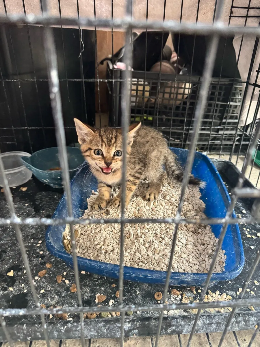 kitten - Image 2