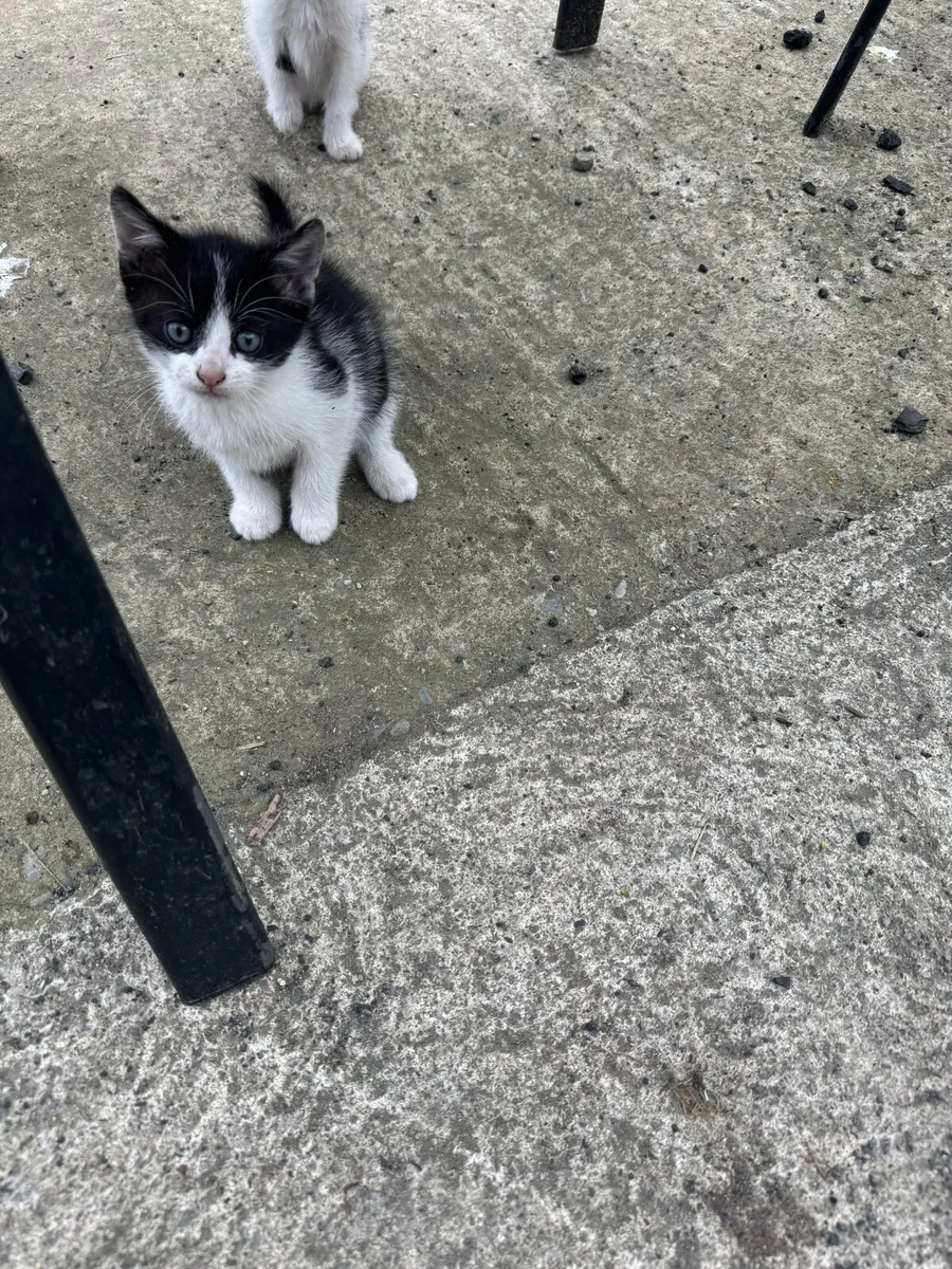 kitten - Image 3