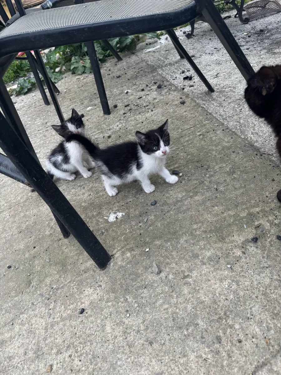 kitten - Image 4