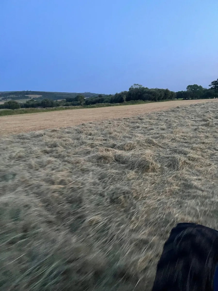 Top Quality Small Square Bales of Hay - Image 4