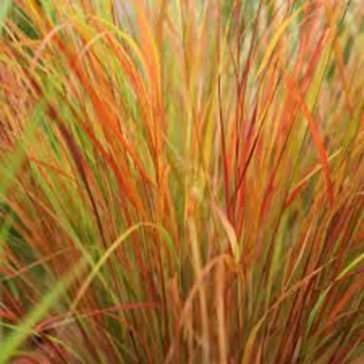 GRASSES IN MANY COLOURS AND TEXTURES - Image 1