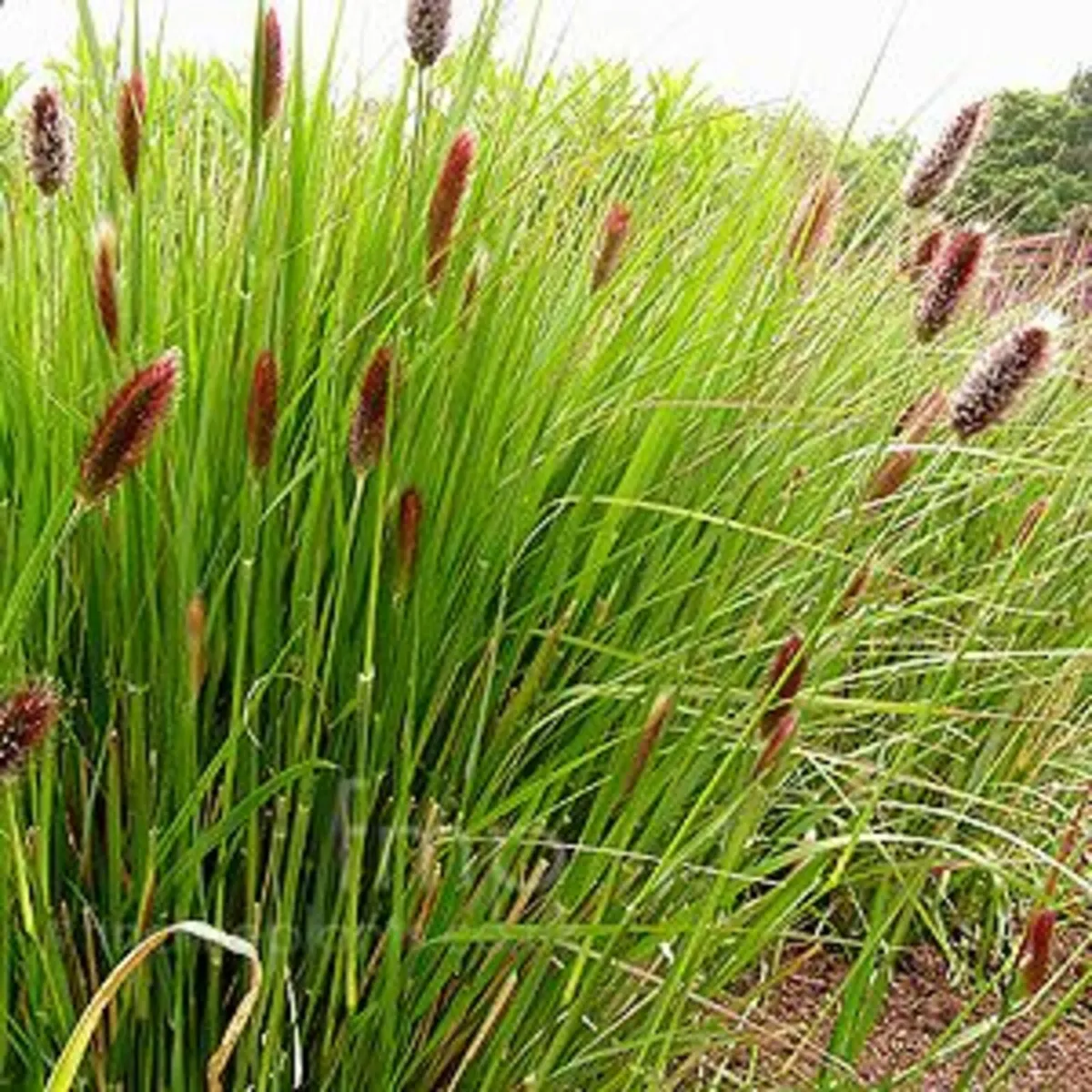 GRASSES IN MANY COLOURS AND TEXTURES - Image 2