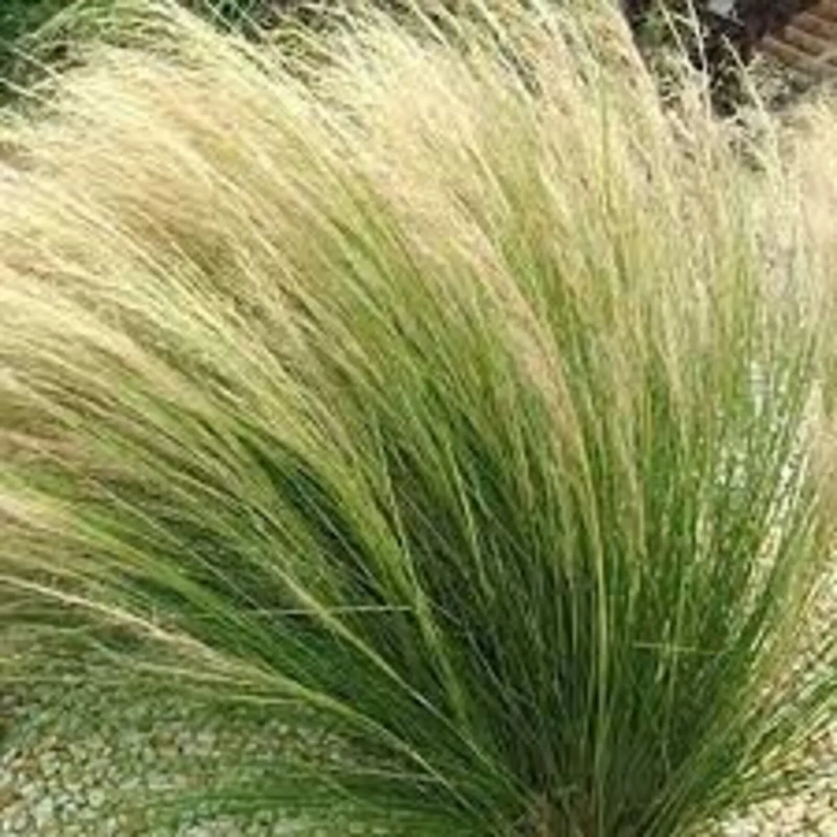 GRASSES IN MANY COLOURS AND TEXTURES - Image 3