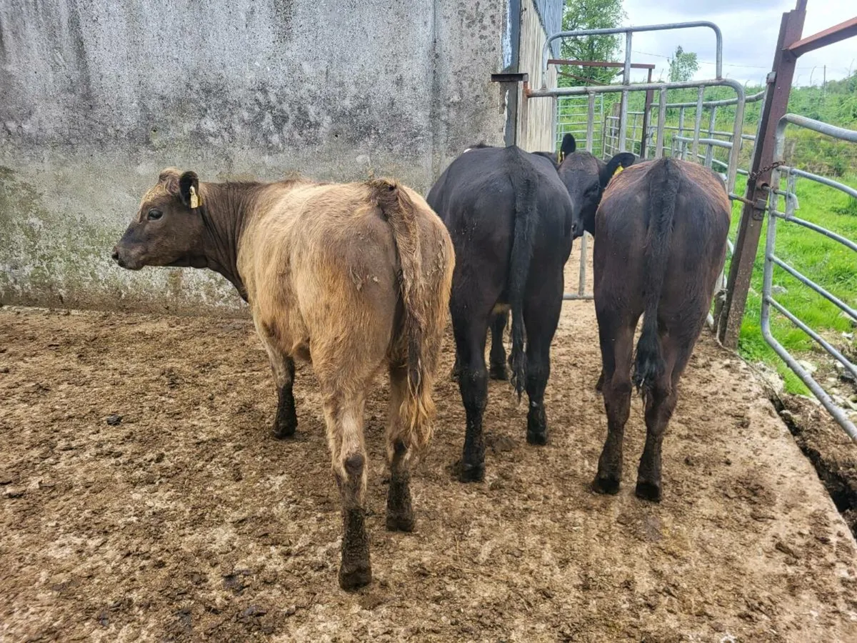 Aberdeen Angus heifers - Image 1