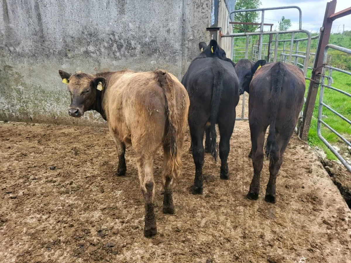 Aberdeen Angus heifers - Image 2