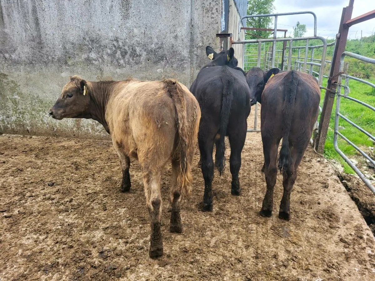 Aberdeen Angus heifers - Image 3